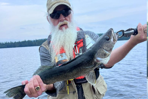 Blue Walleye