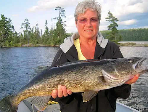 Nice walleye caught by Garden Island guest.