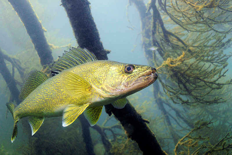 Lady Evelyn Lake walleye. Lady Evelyn Lake walleye