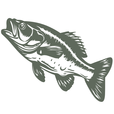 drawing of bass